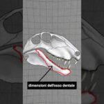 L’ORECCHIO dei MAMMIFERI È UNICO #biologia #animali #evoluzione #scienza #paleontologia